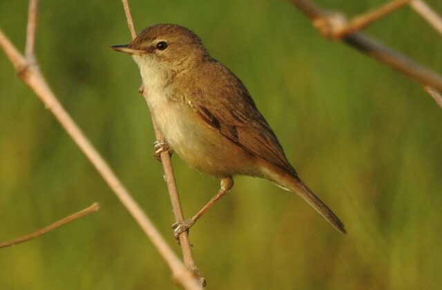 Booted Warbler