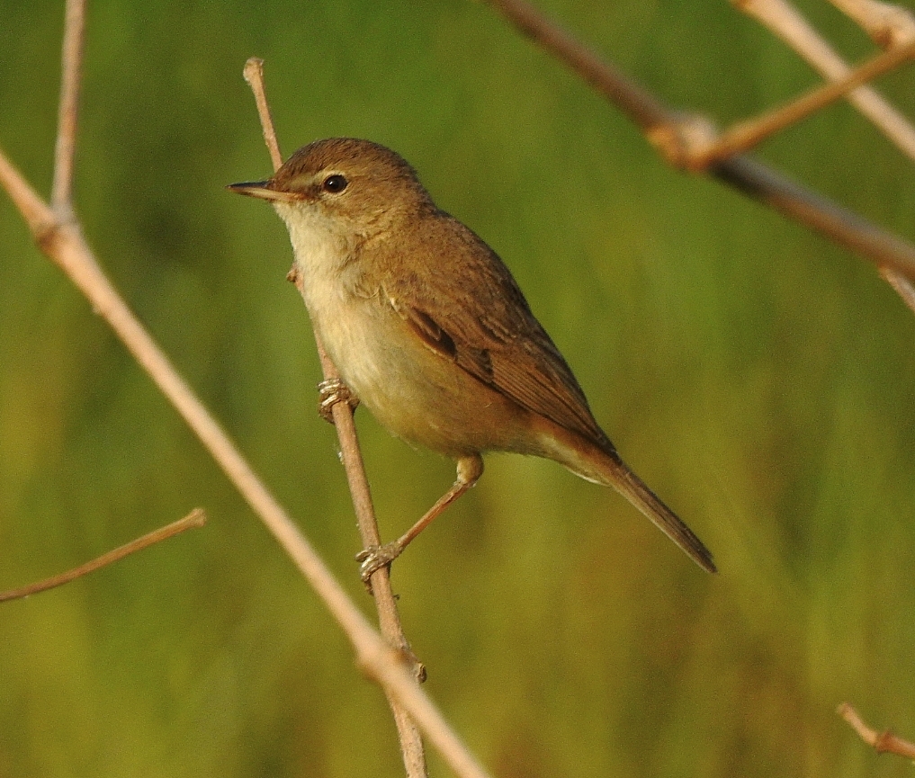 Booted Warbler