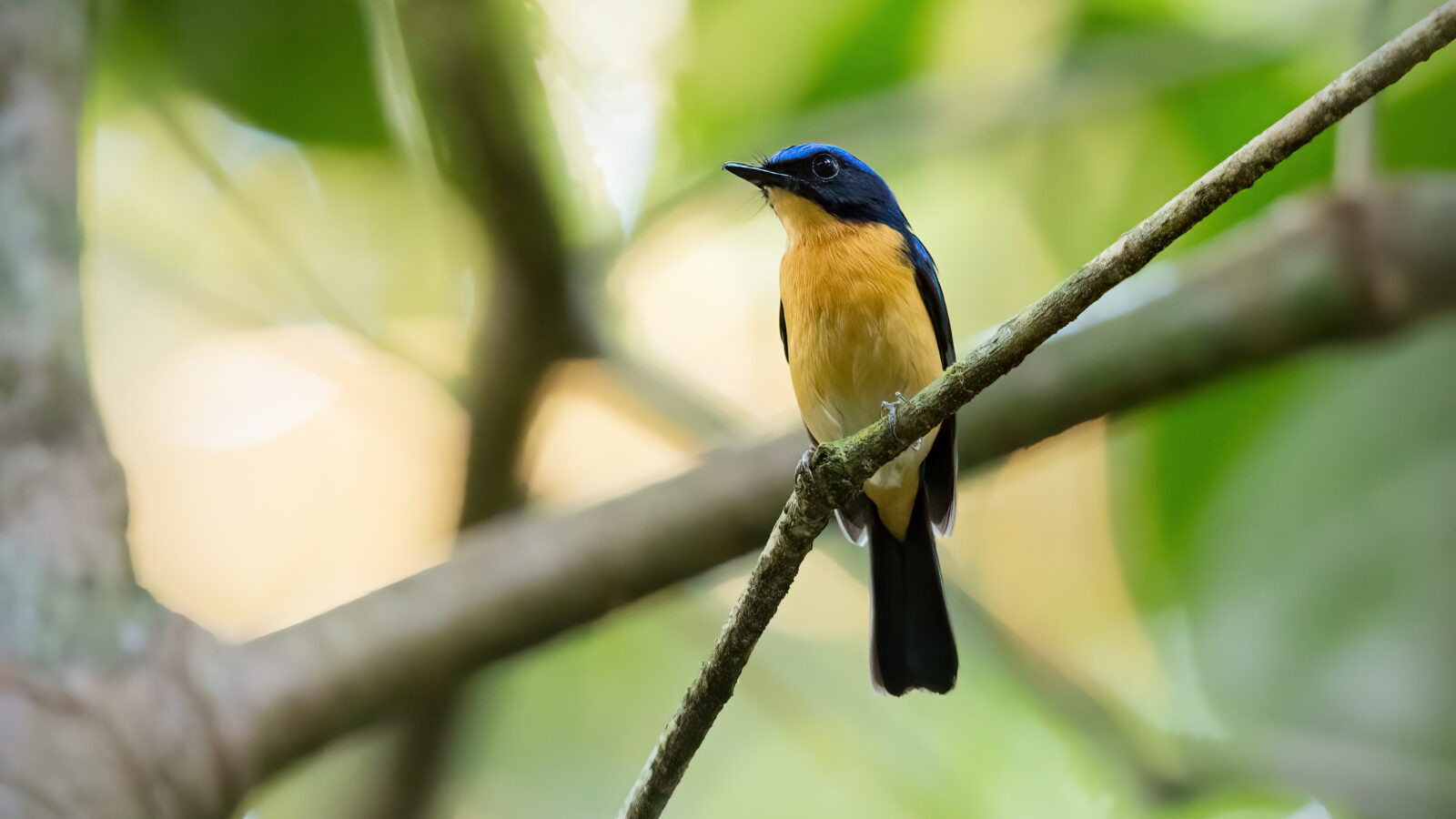 Bornean Blue Flycatcher