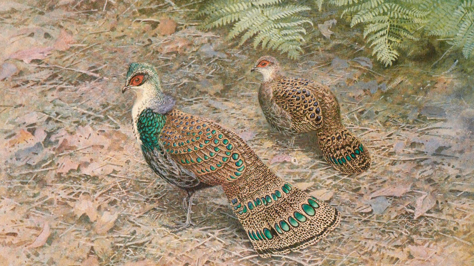 Bornean Peacock-Pheasant