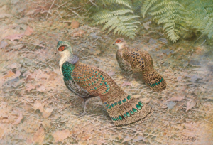 Bornean Peacock-Pheasant