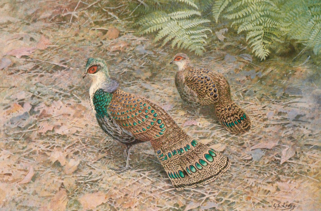 Bornean Peacock-Pheasant