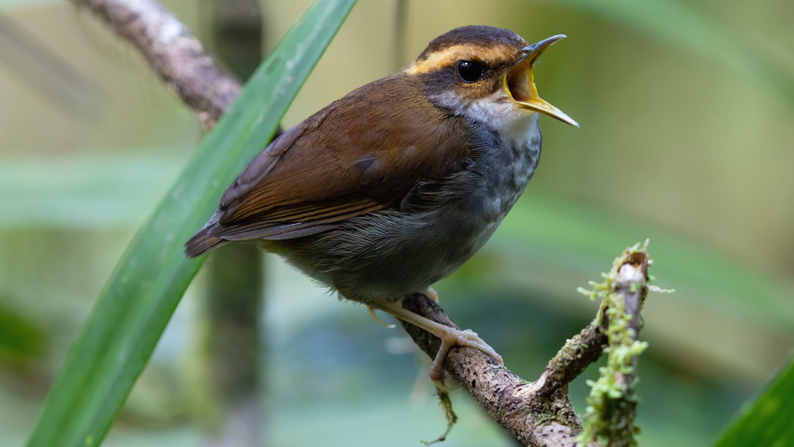 Bornean Stubtail