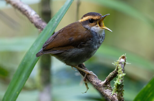 Bornean Stubtail
