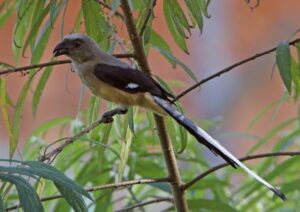 Bornean Treepie