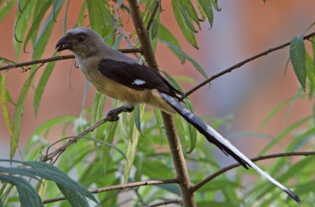 Bornean Treepie