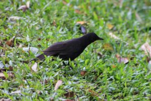 Bornean Whistling Thrush
