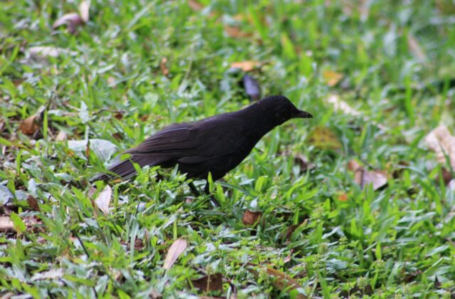 Bornean Whistling Thrush