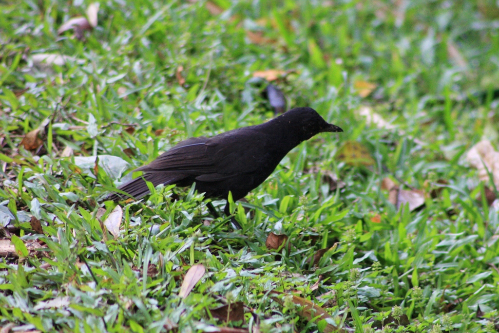 Bornean Whistling Thrush