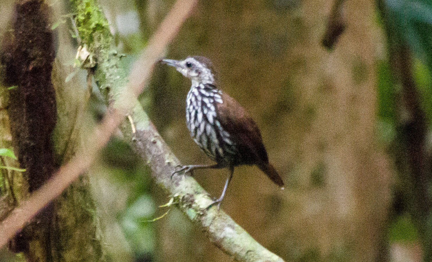 Bornean Wren-Babbler