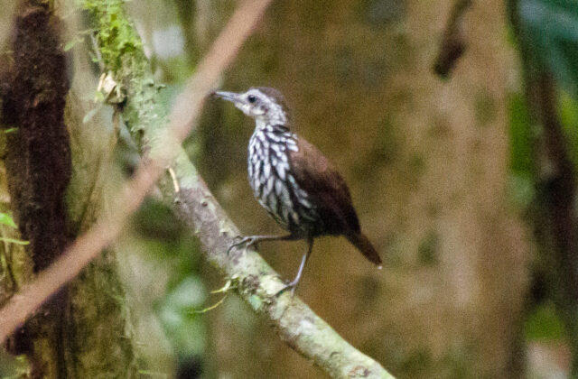 Bornean Wren-Babbler