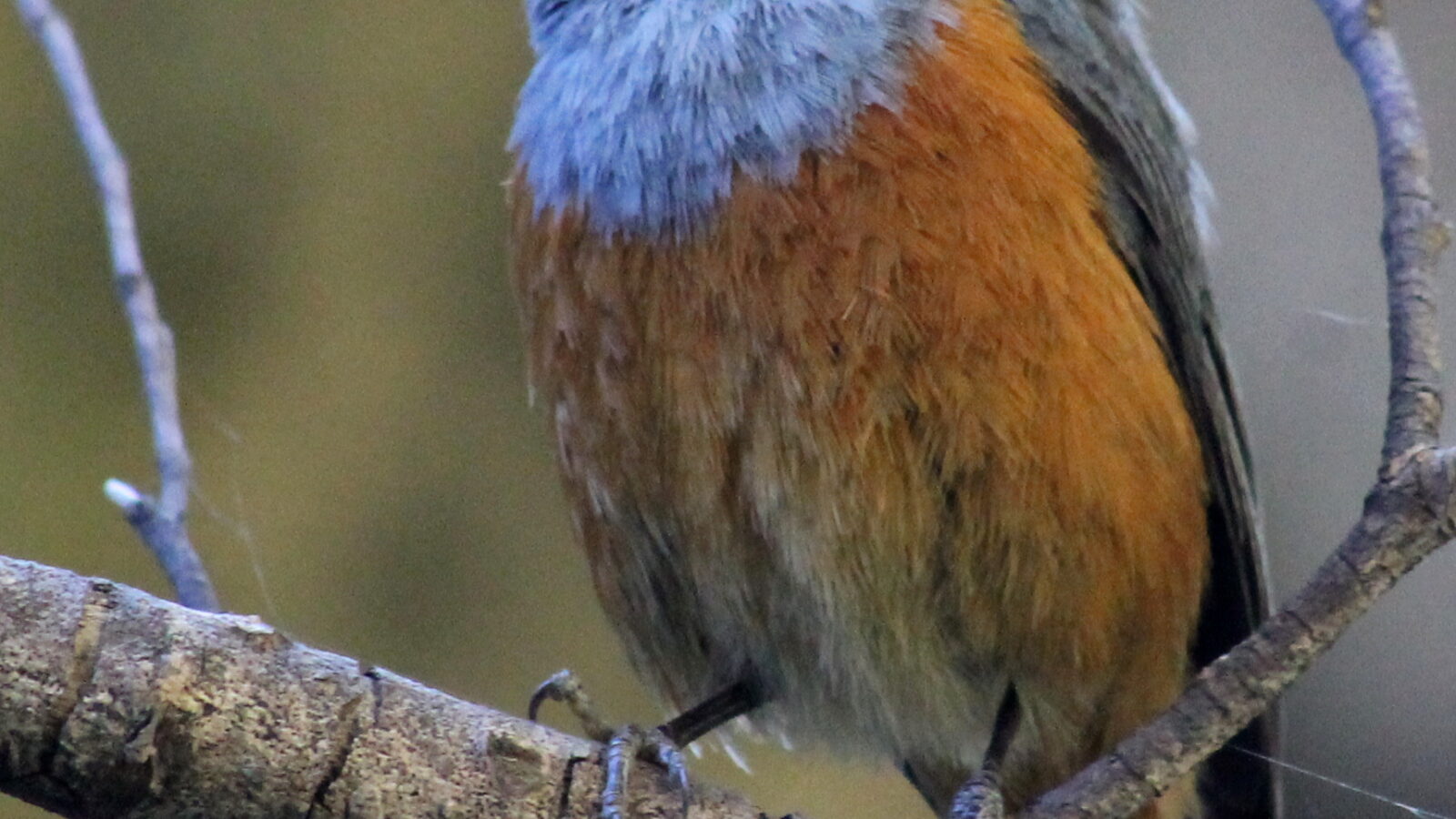 Forest Rock Thrush