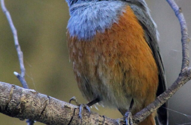 Forest Rock Thrush