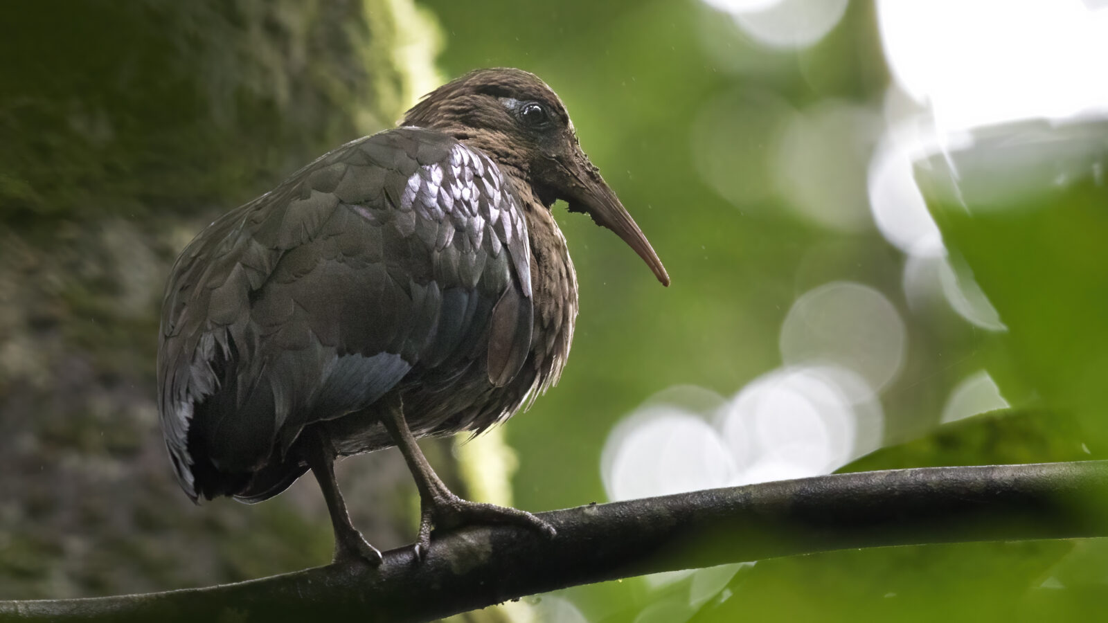 Sao Tome Ibis