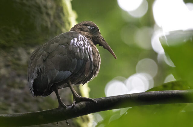 Sao Tome Ibis