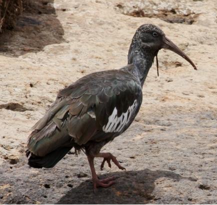 Wattled Ibis