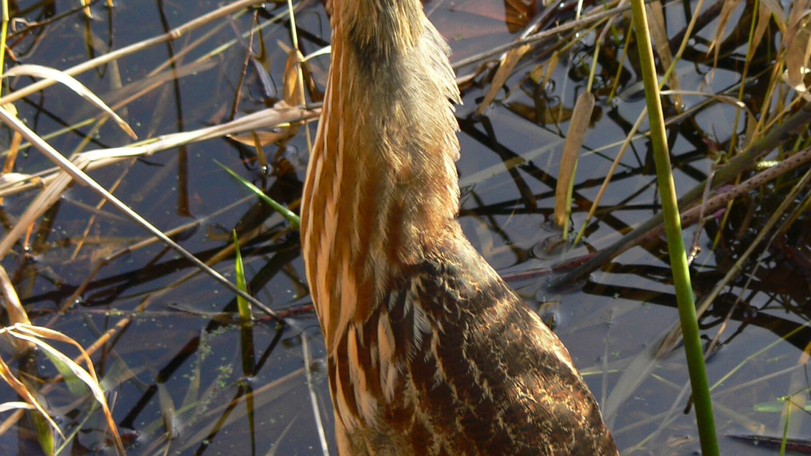 American Bittern
