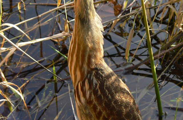 American Bittern