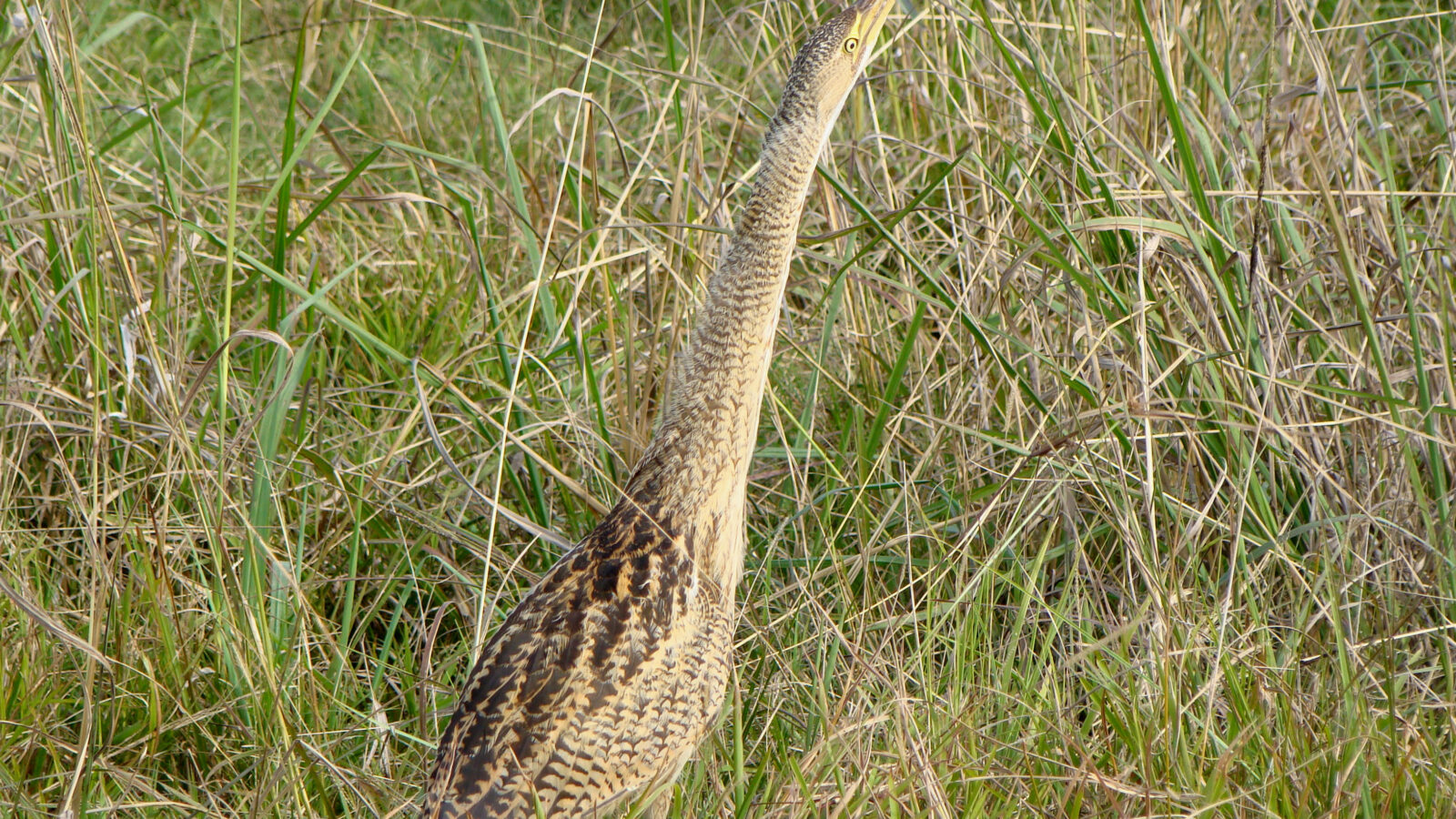 Pinnated Bittern