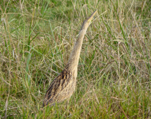 Pinnated Bittern