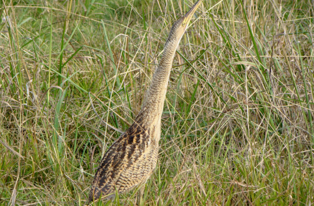 Pinnated Bittern