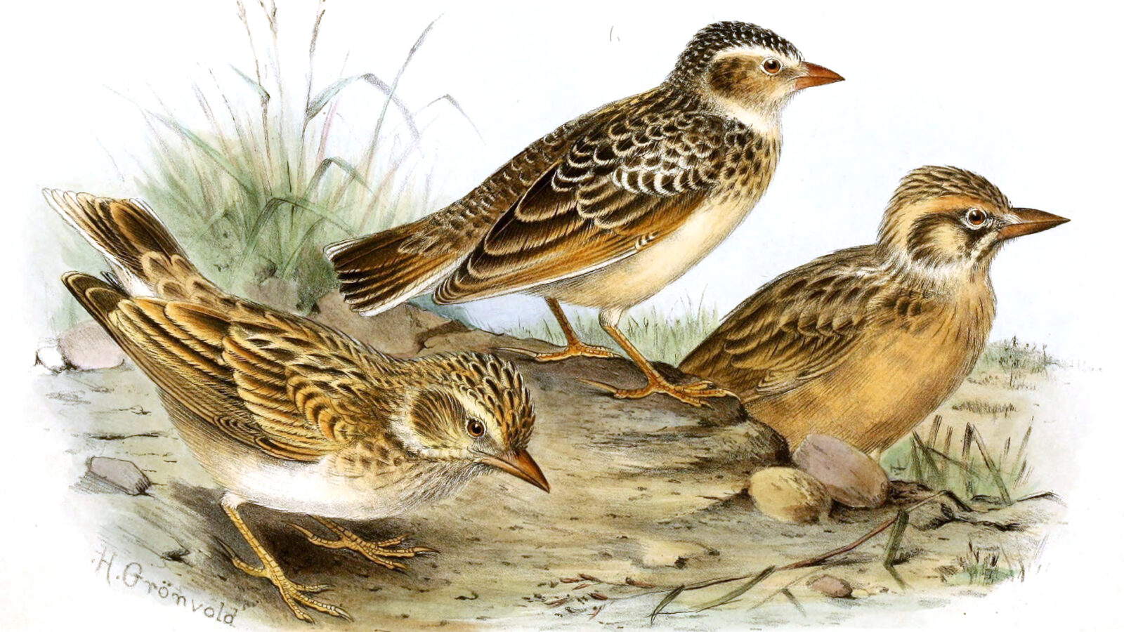 Botha’s Lark