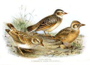 Botha’s Lark