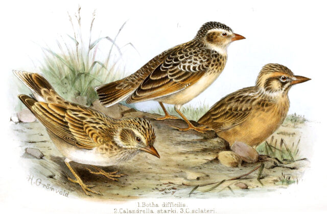 Botha’s Lark