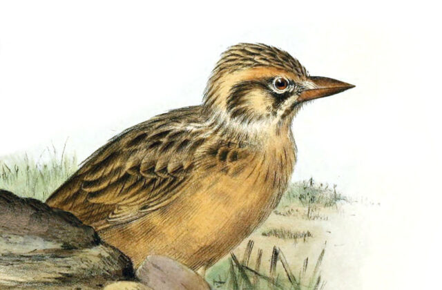 Sclater’s Lark