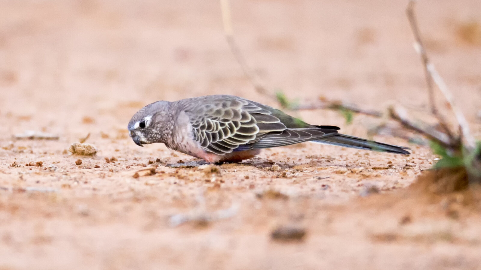 Bourke’s Parrot