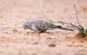 Bourke’s Parrot