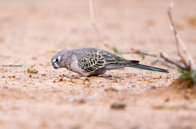 Bourke’s Parrot