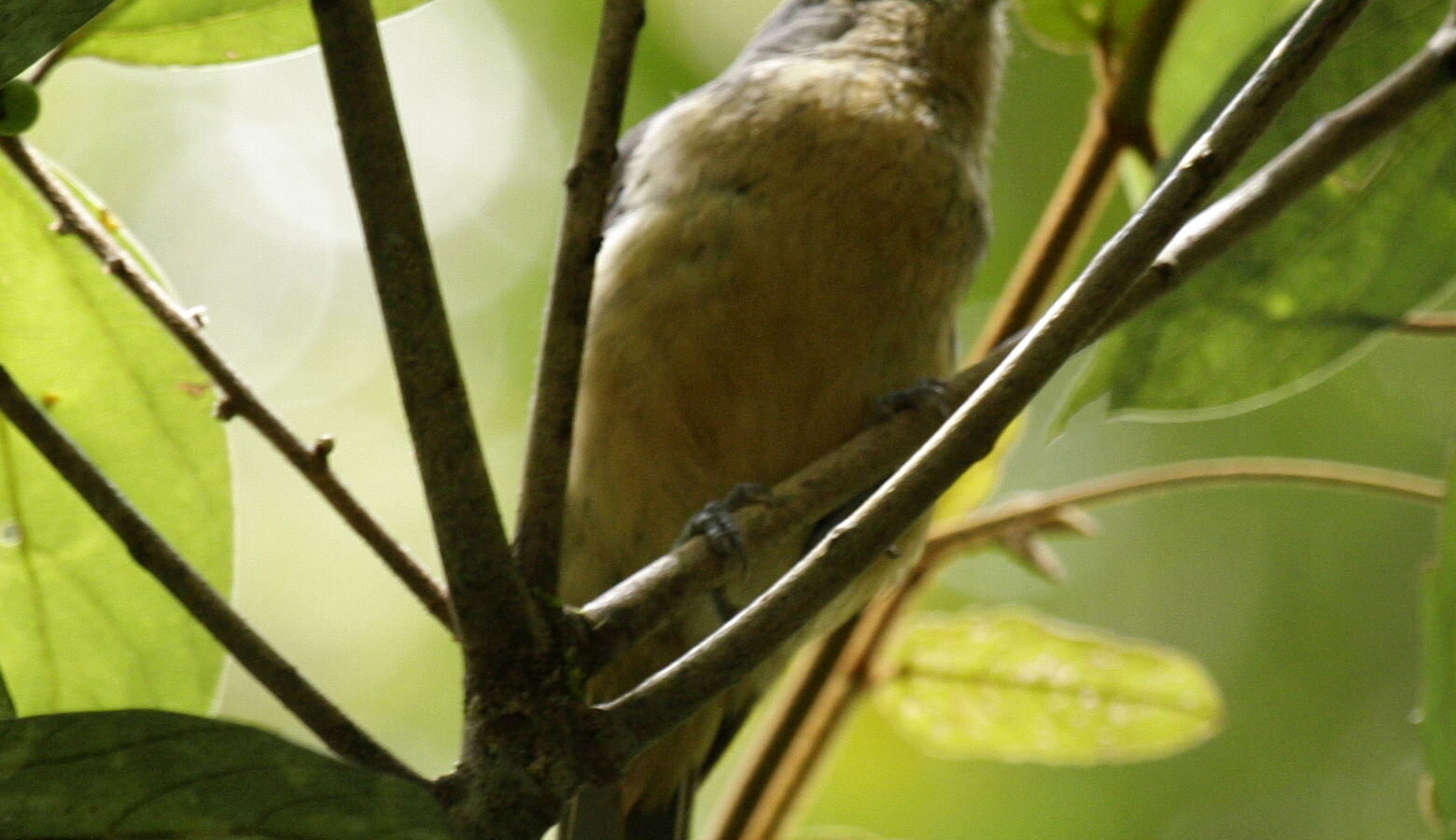 Bower’s Shrikethrush
