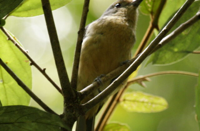 Bower’s Shrikethrush