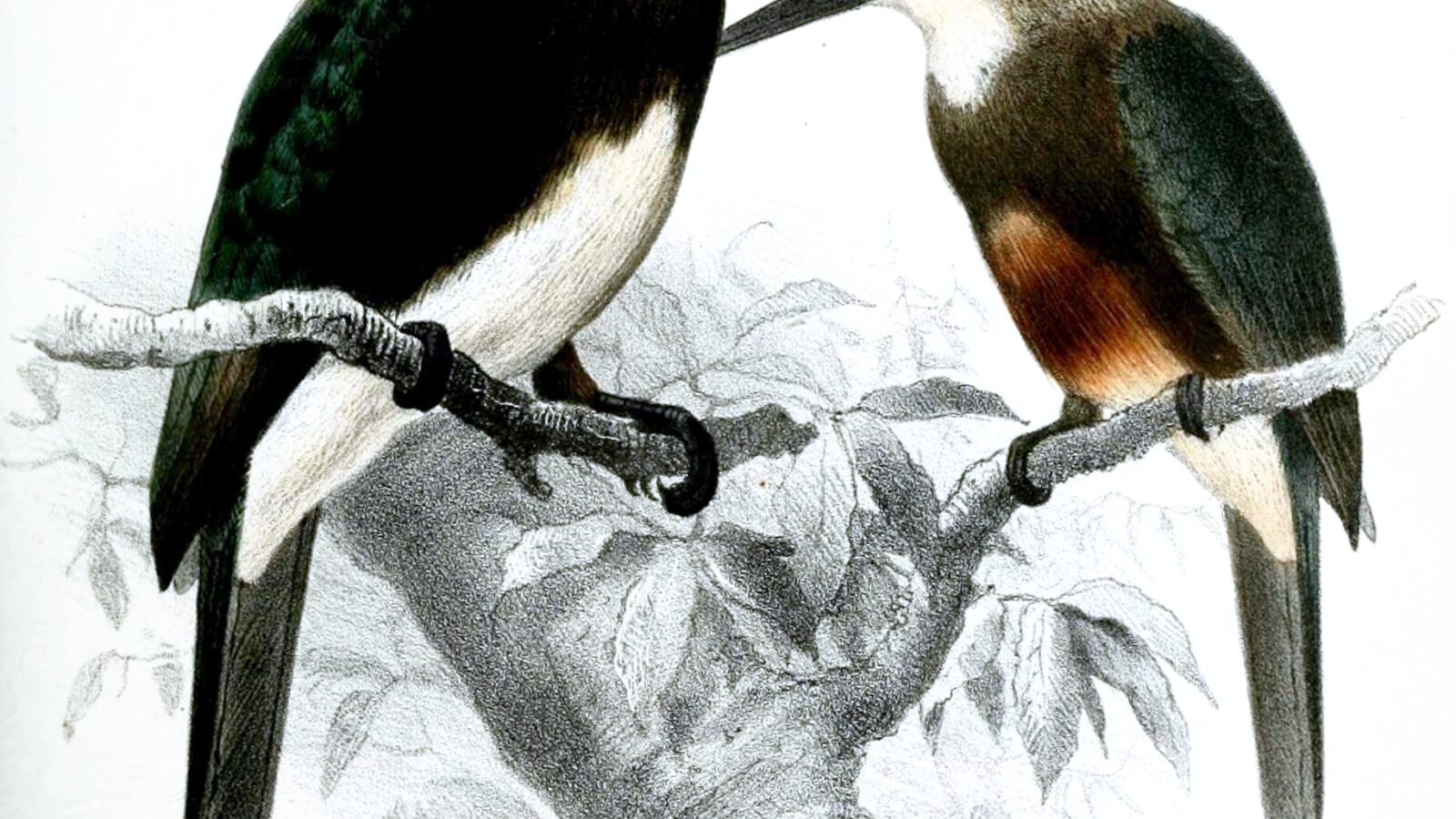 Pale-headed Jacamar