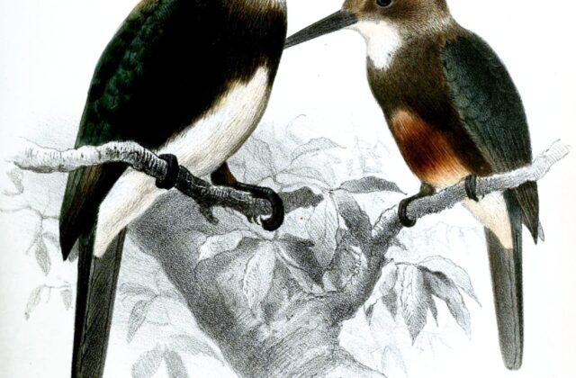 Pale-headed Jacamar
