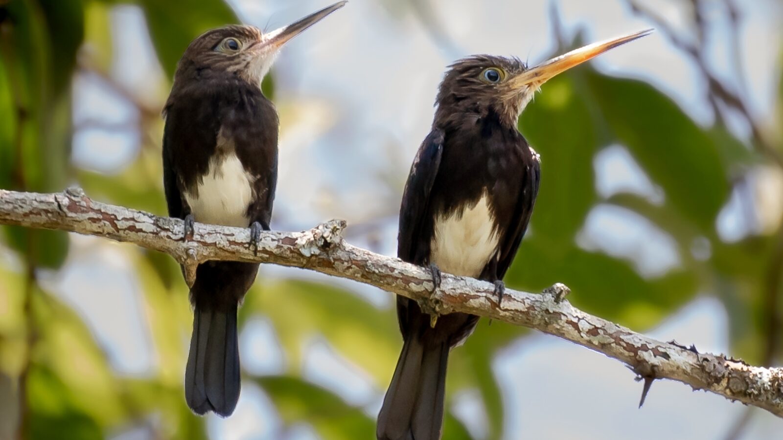 Brown Jacamar