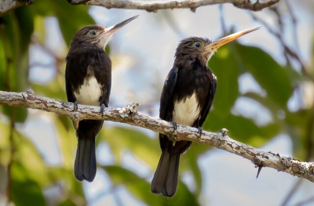 Brown Jacamar