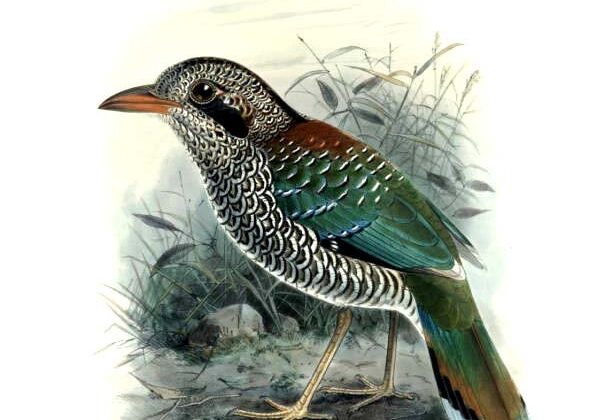 Scaly Ground Roller