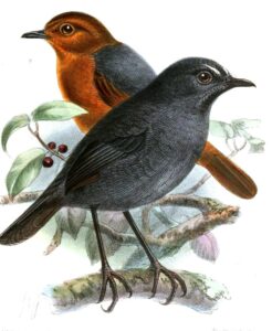 Bornean Shortwing