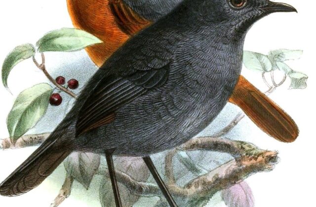 Bornean Shortwing