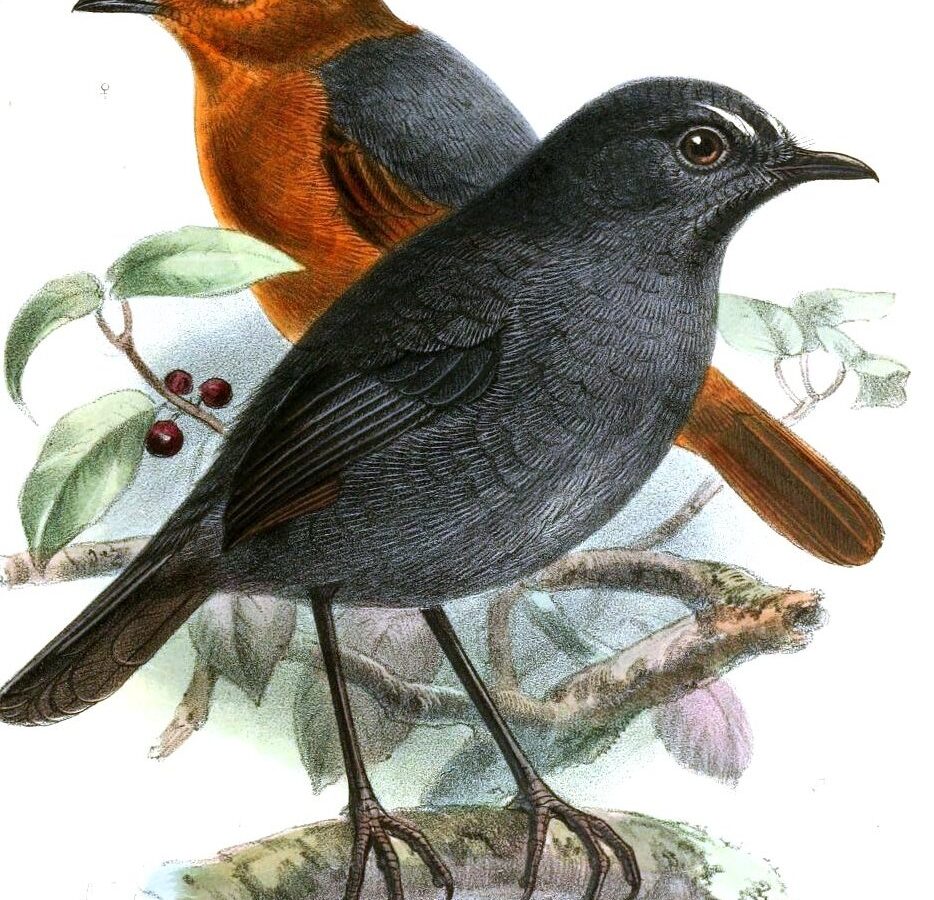 Bornean Shortwing