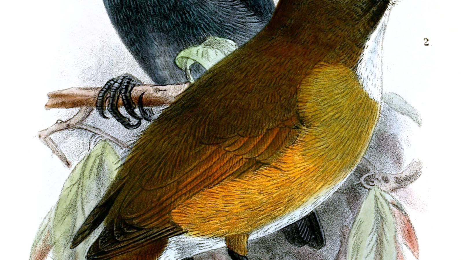 White-browed Jungle Flycatcher