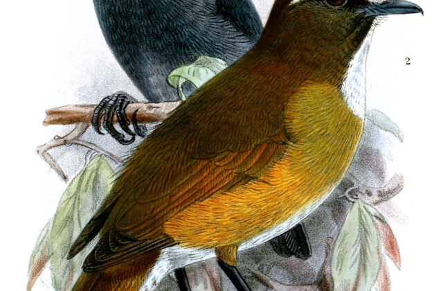 White-browed Jungle Flycatcher