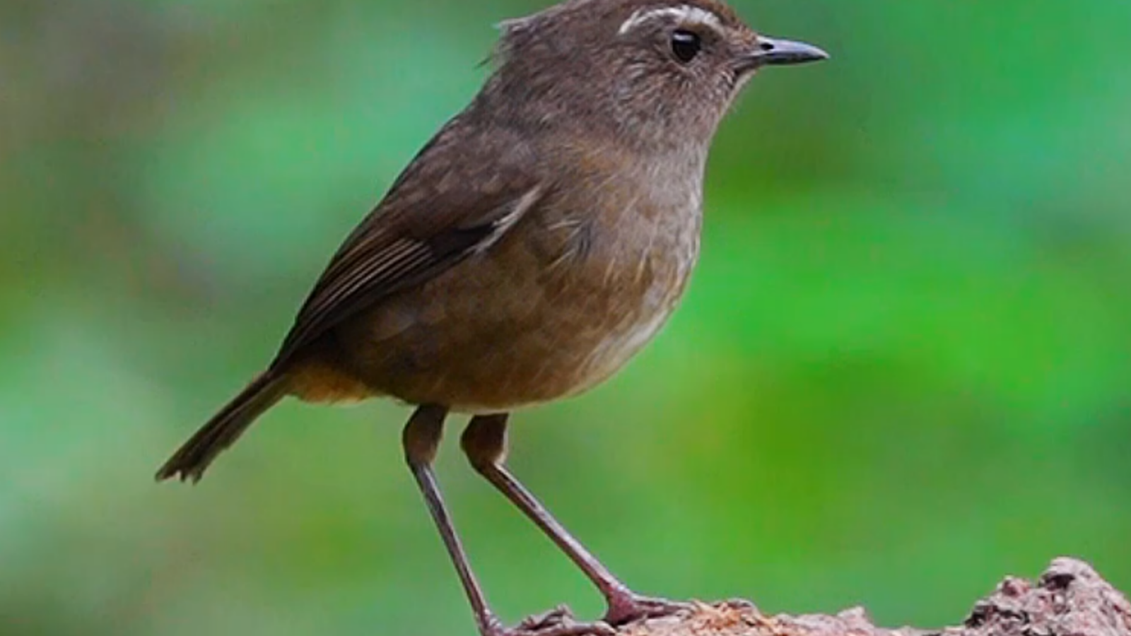 Taiwan Shortwing
