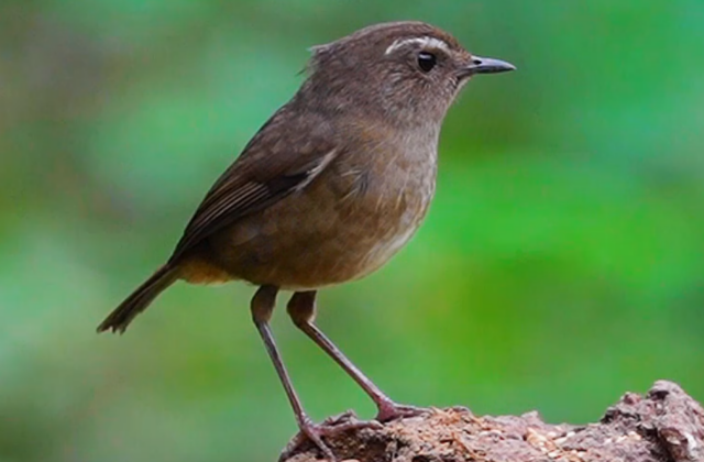 Taiwan Shortwing