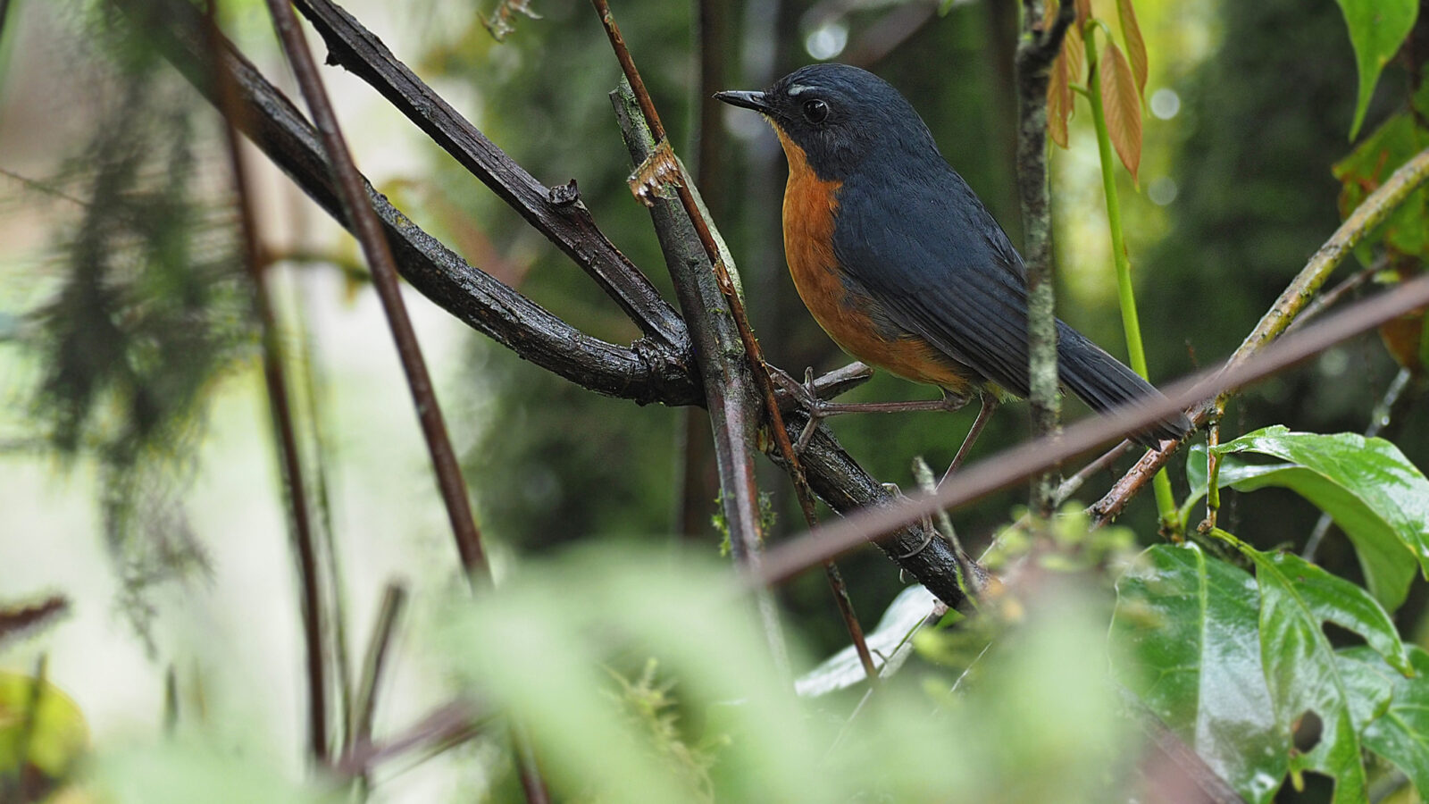 Rusty-bellied Shortwing