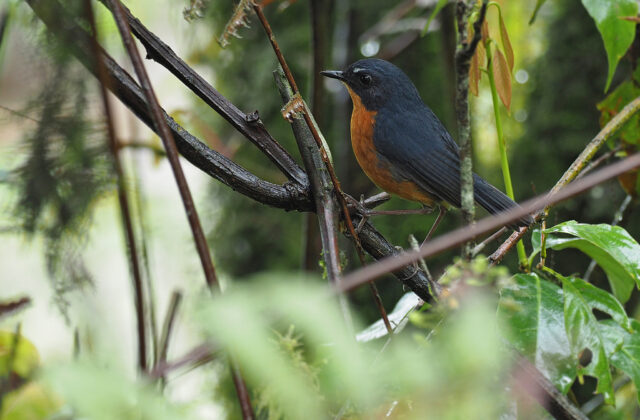 Rusty-bellied Shortwing