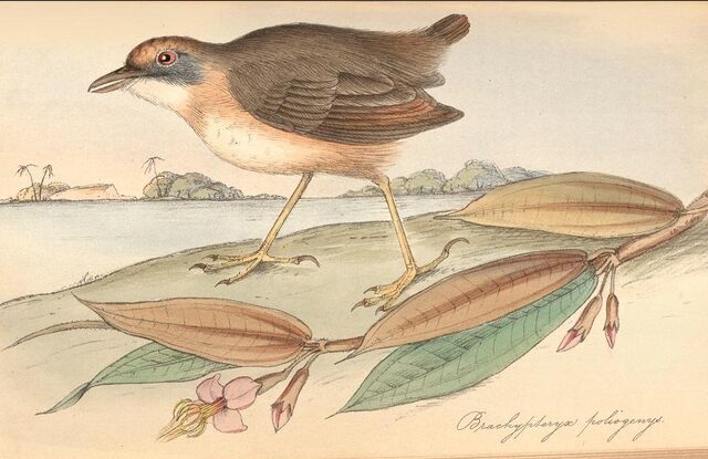 Leaflitter Babbler