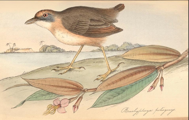 Leaflitter Babbler